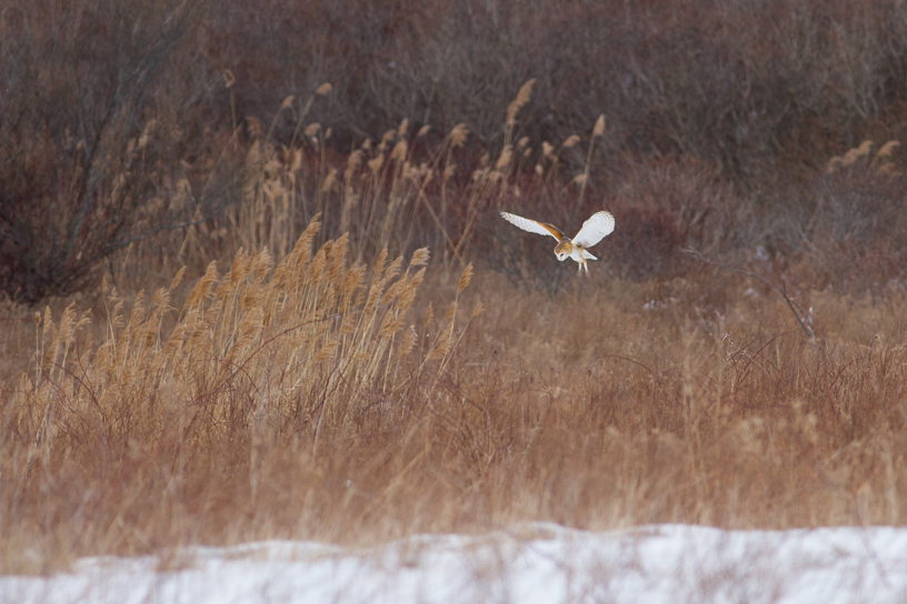 Canon EOS 7D - EF400mm f/5.6L USM