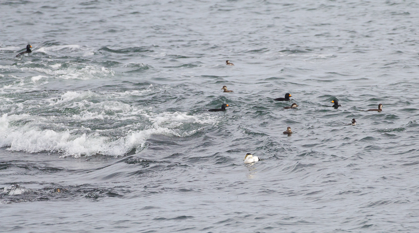 Canon EOS 7D - EF500mm f/4L IS USM