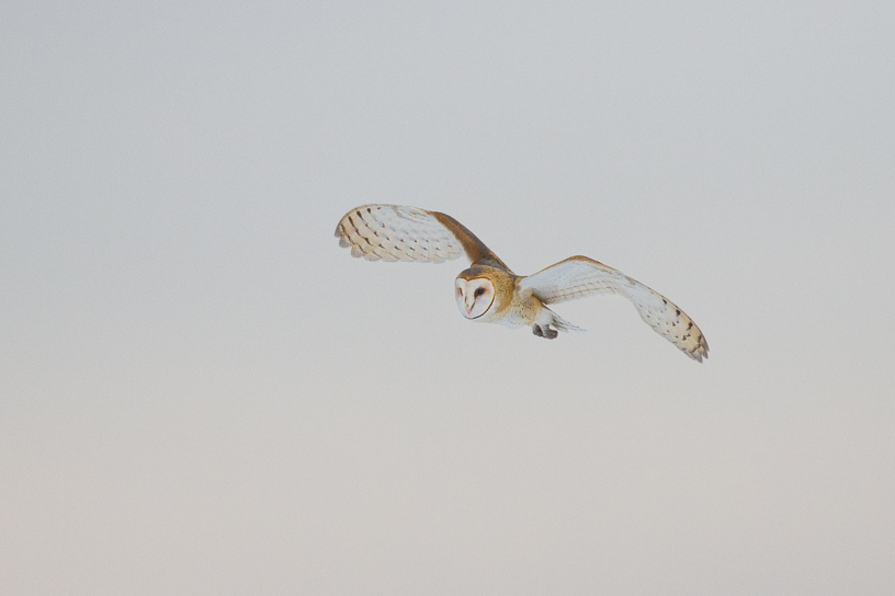 Canon EOS 7D - EF500mm f/4L IS USM