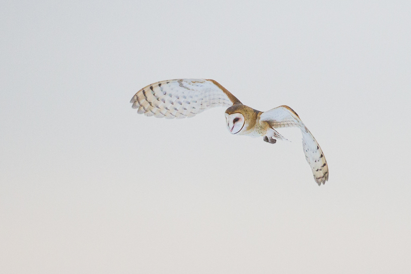 Canon EOS 7D - EF500mm f/4L IS USM