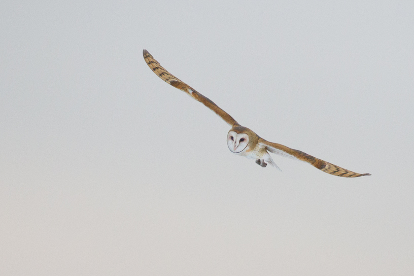 Canon EOS 7D - EF500mm f/4L IS USM