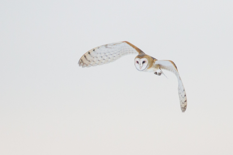 Canon EOS 7D - EF500mm f/4L IS USM