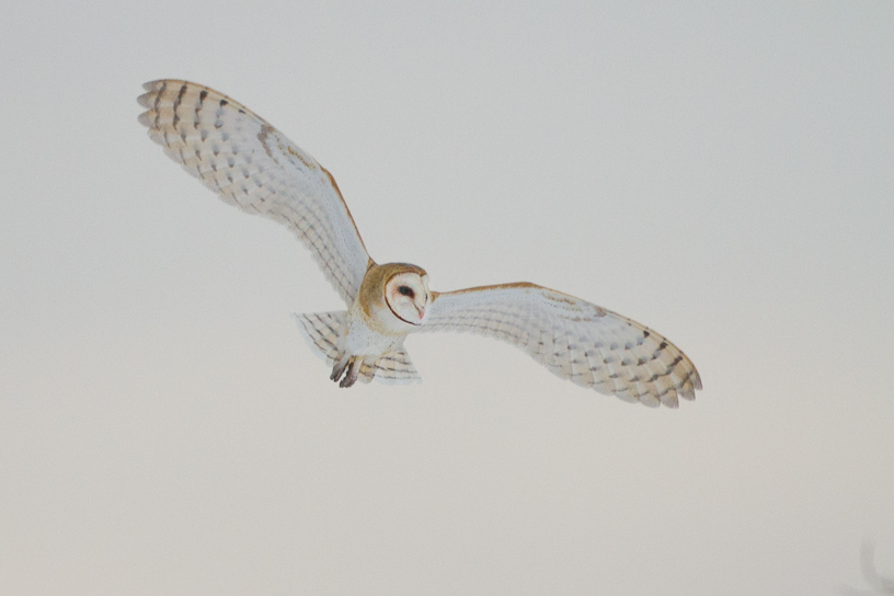 Canon EOS 7D - EF500mm f/4L IS USM