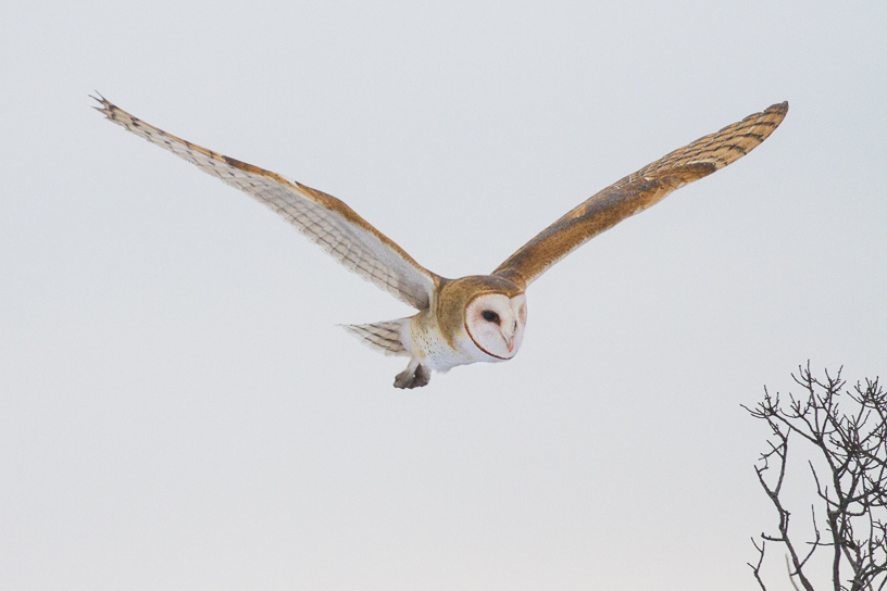 Canon EOS 7D - EF500mm f/4L IS USM