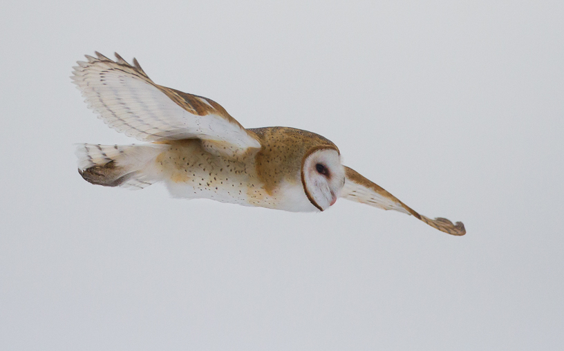 Canon EOS 7D - EF500mm f/4L IS USM