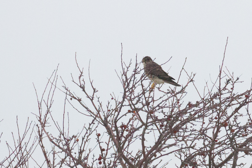 Canon EOS 7D - EF500mm f/4L IS USM