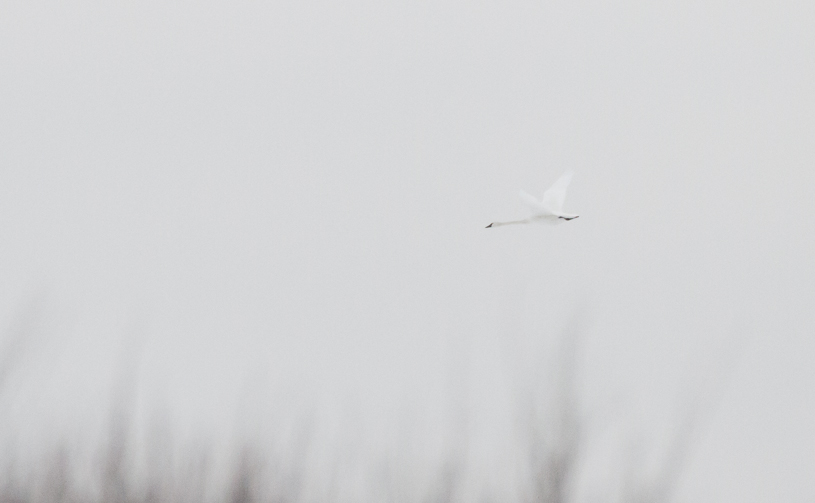 Canon EOS 7D - EF500mm f/4L IS USM