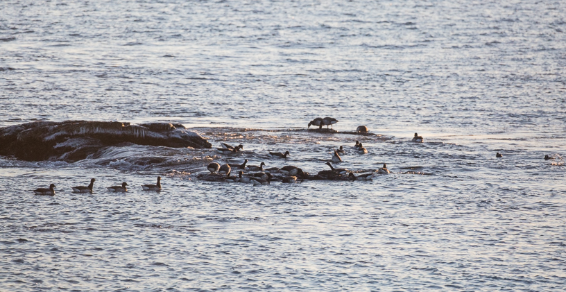 Canon EOS 5D Mark III - EF500mm f/4L IS USM