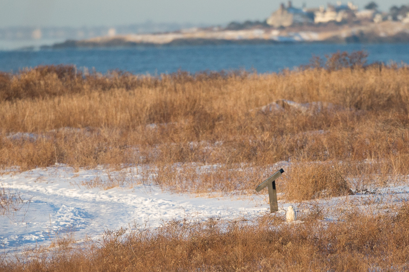 Canon EOS 5D Mark III - EF500mm f/4L IS USM