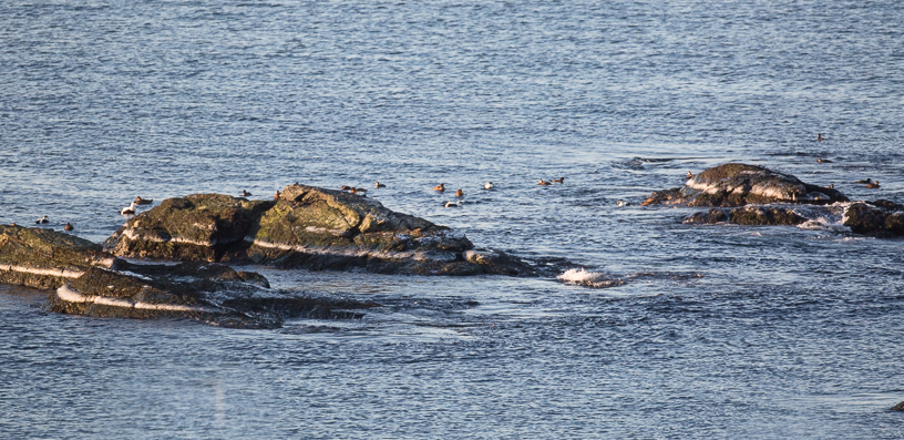 Canon EOS 5D Mark III - EF500mm f/4L IS USM