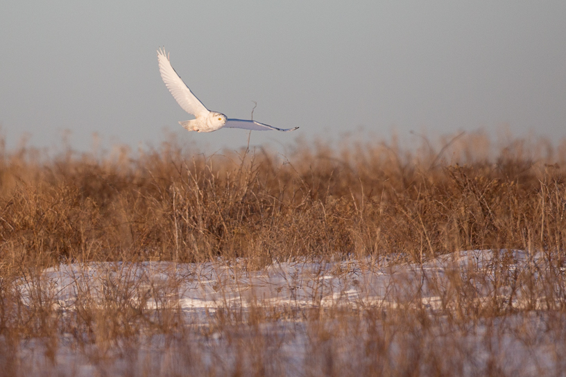 Canon EOS 5D Mark III - EF500mm f/4L IS USM