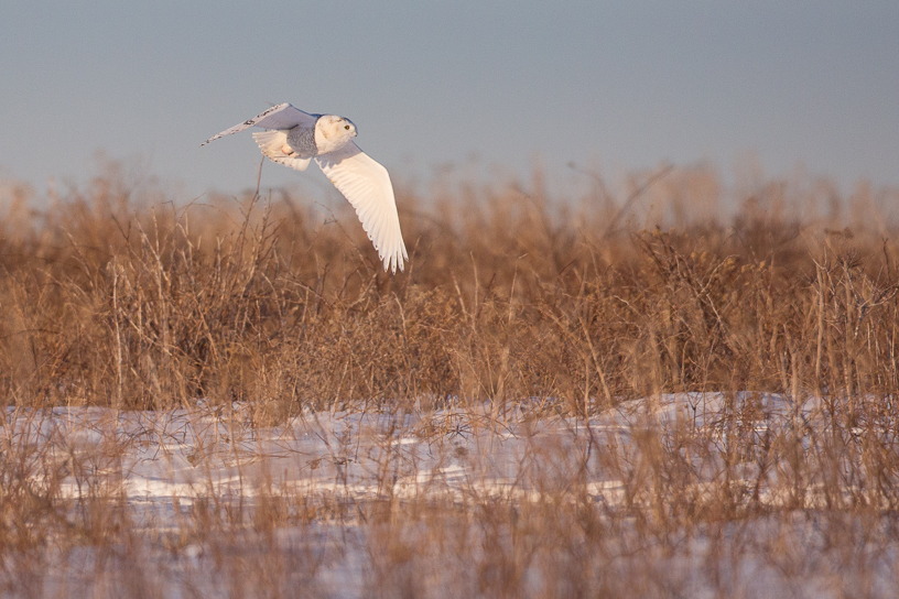Canon EOS 5D Mark III - EF500mm f/4L IS USM
