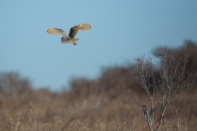 Canon EOS 5D Mark III - EF500mm f/4L IS USM