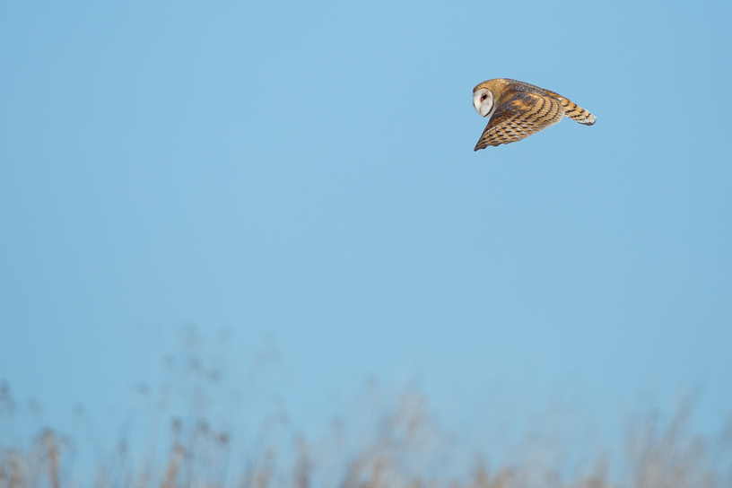 Canon EOS 5D Mark III - EF500mm f/4L IS USM