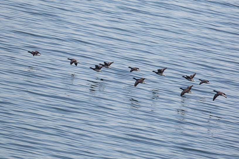 Canon EOS 5D Mark III - EF500mm f/4L IS USM