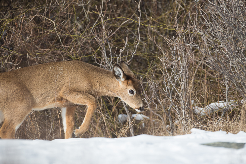 Canon EOS 5D Mark III - EF500mm f/4L IS USM
