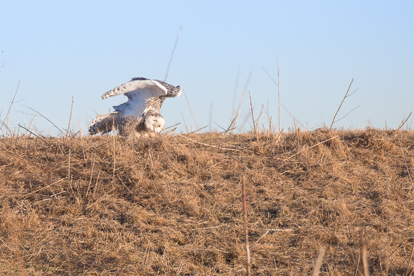 Canon EOS 5D Mark III - EF500mm f/4L IS USM