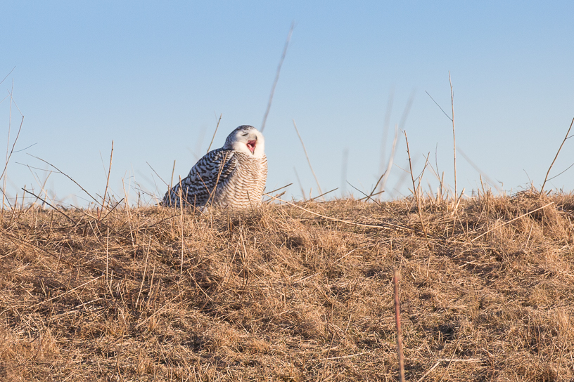 Canon EOS 5D Mark III - EF500mm f/4L IS USM