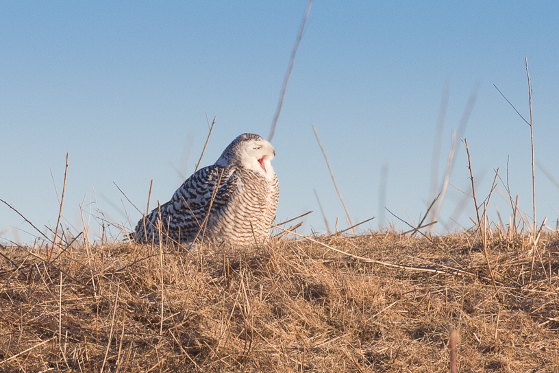 Canon EOS 5D Mark III - EF500mm f/4L IS USM