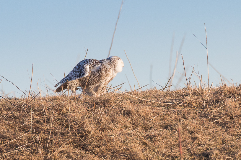 Canon EOS 5D Mark III - EF500mm f/4L IS USM