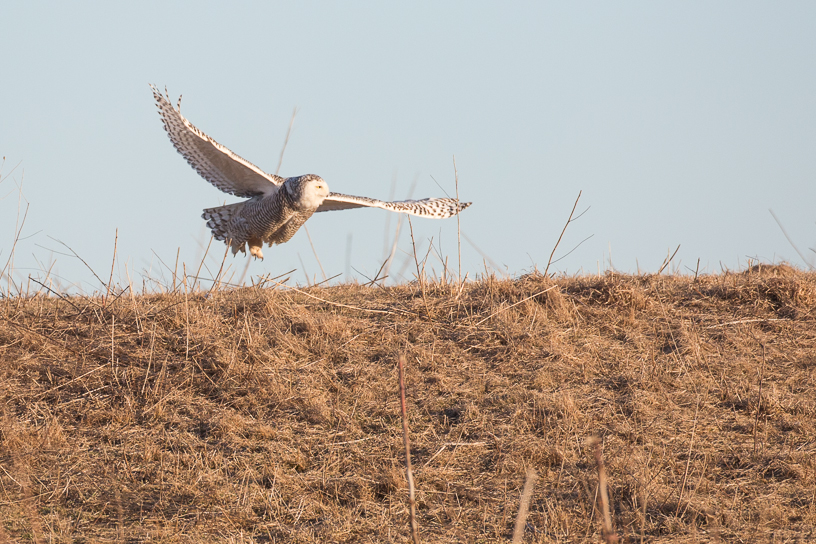 Canon EOS 5D Mark III - EF500mm f/4L IS USM