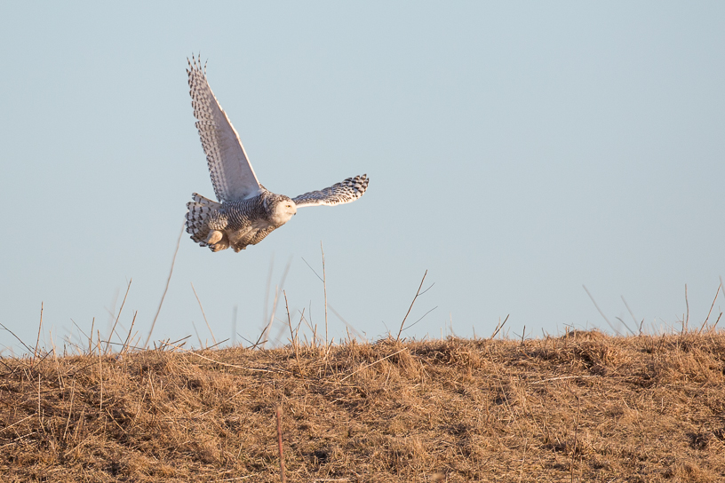 Canon EOS 5D Mark III - EF500mm f/4L IS USM