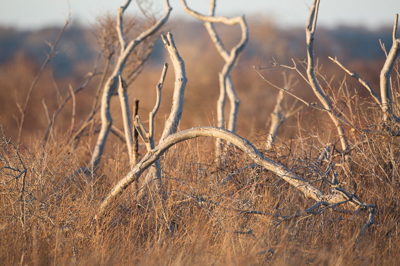 Canon EOS 5D Mark III - EF500mm f/4L IS USM