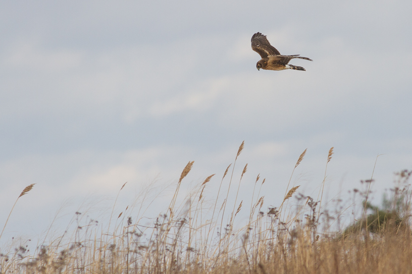 Canon EOS 7D - EF400mm f/5.6L USM
