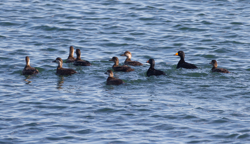 Canon EOS 7D - EF500mm f/4L IS USM