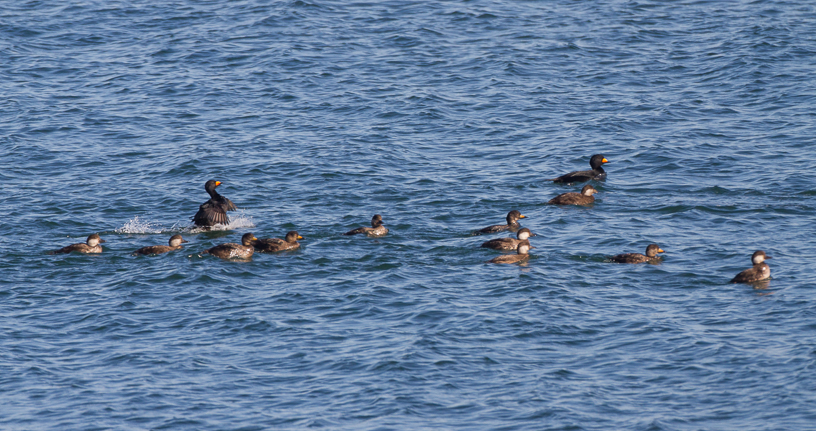 Canon EOS 7D - EF500mm f/4L IS USM