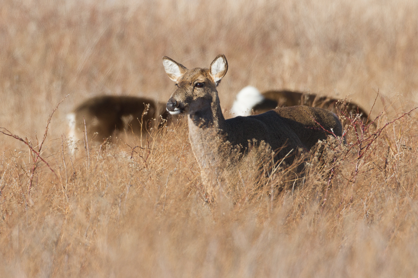 Canon EOS 7D - EF500mm f/4L IS USM