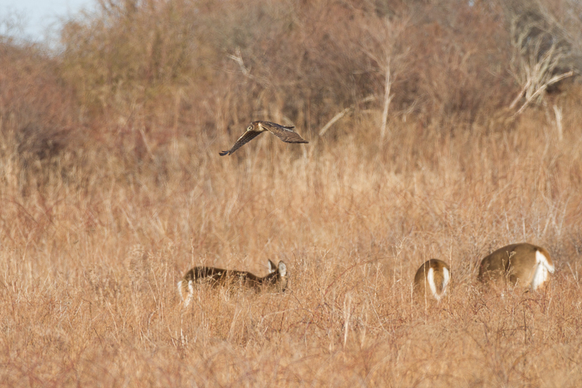 Canon EOS 7D - EF500mm f/4L IS USM