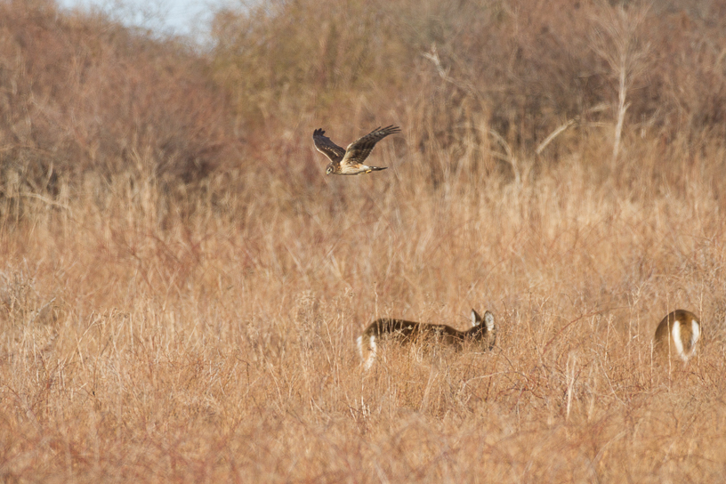 Canon EOS 7D - EF500mm f/4L IS USM