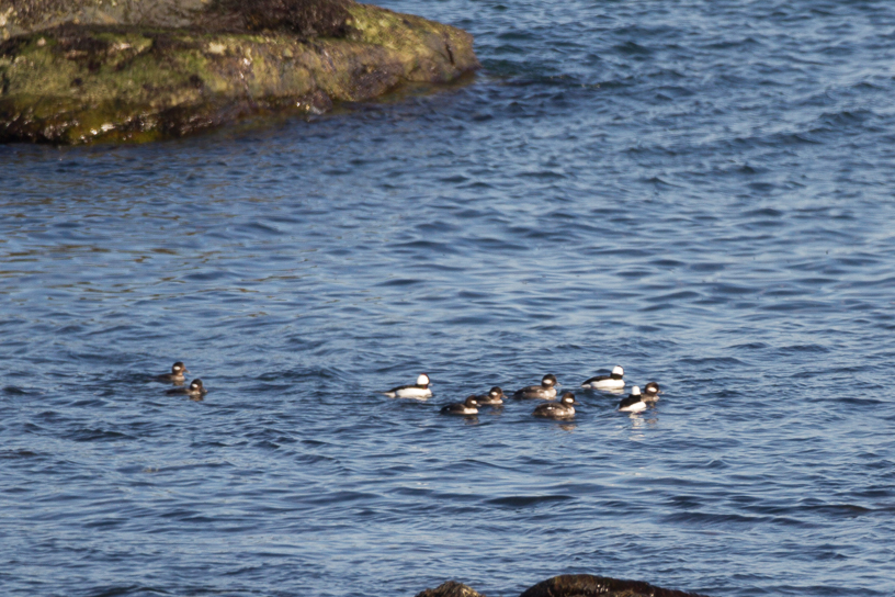 Canon EOS 7D - EF500mm f/4L IS USM