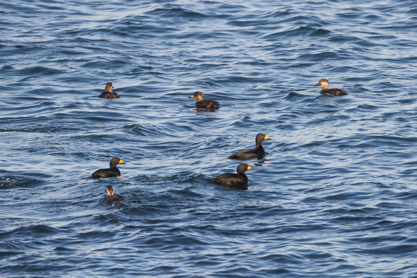 Canon EOS 7D - EF500mm f/4L IS USM