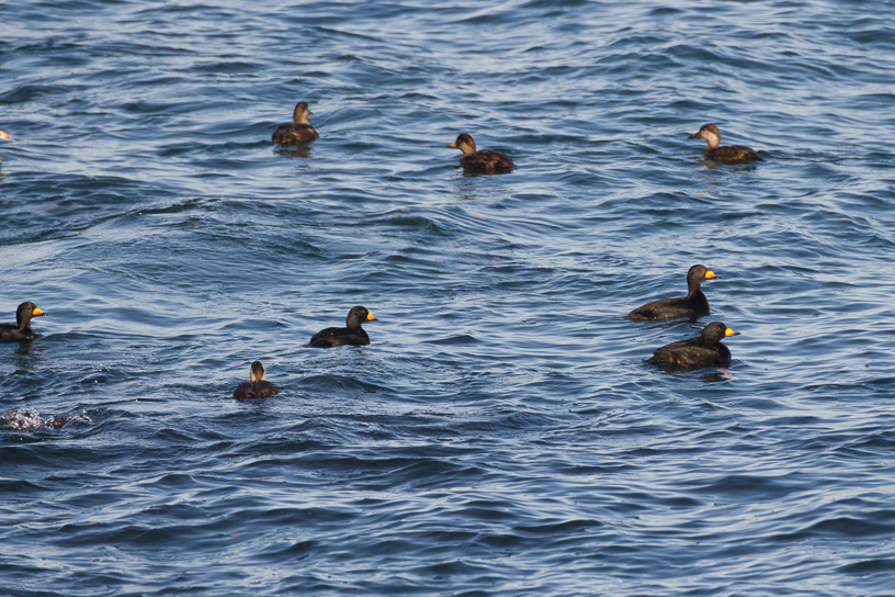 Canon EOS 7D - EF500mm f/4L IS USM