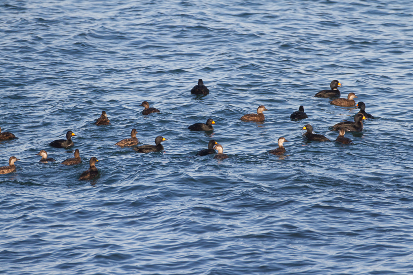 Canon EOS 7D - EF500mm f/4L IS USM