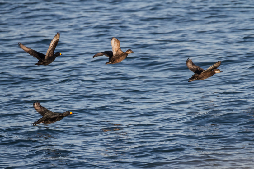 Canon EOS 7D - EF500mm f/4L IS USM