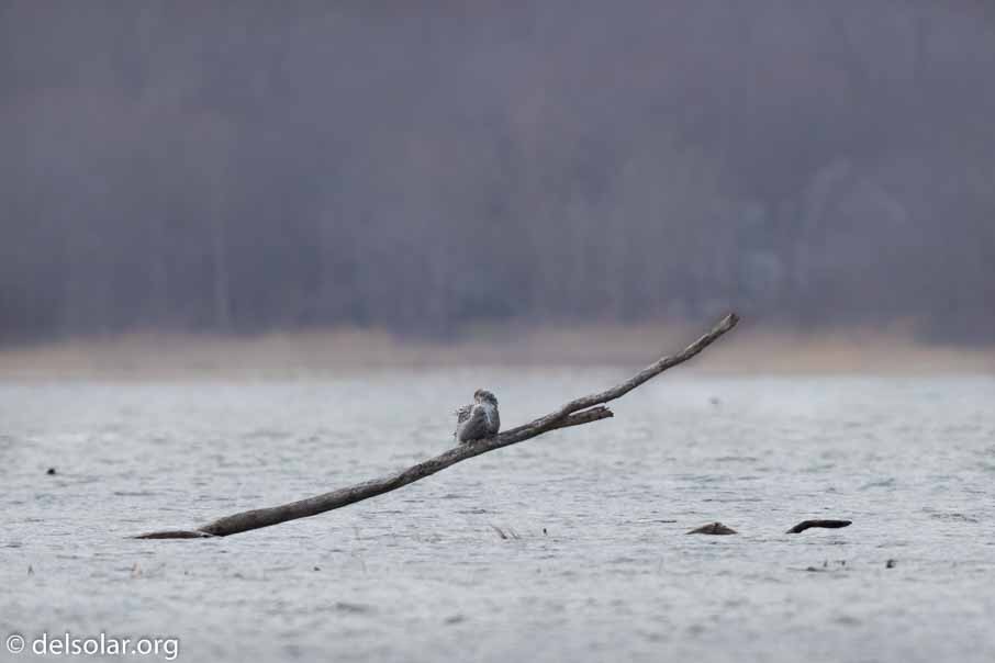 Canon EOS 7D Mark II  --  600 mm  --  EF600mm f/4L IS II USM  