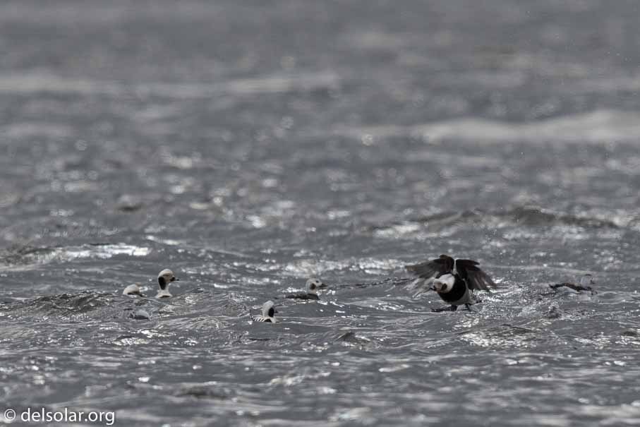 Canon EOS 7D Mark II  --  600 mm  --  EF600mm f/4L IS II USM  