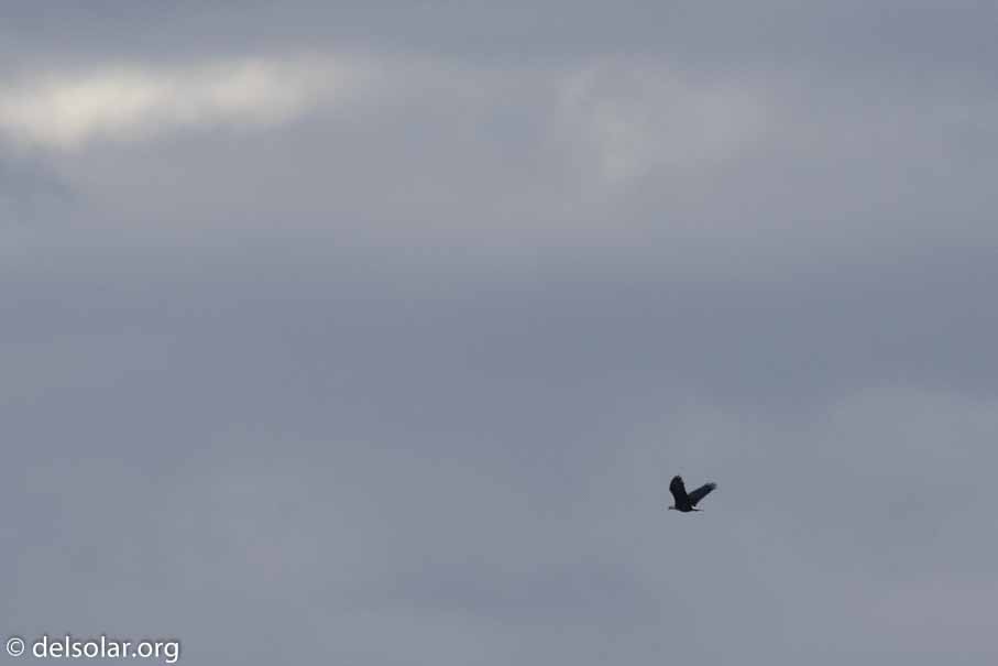 Canon EOS 7D Mark II  --  600 mm  --  EF600mm f/4L IS II USM  