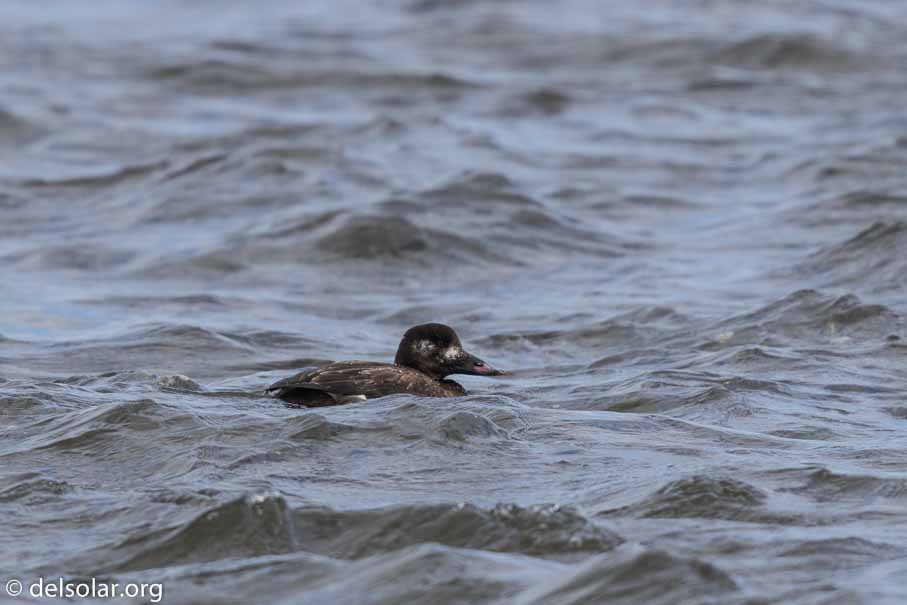 Canon EOS 7D Mark II  --  600 mm  --  EF600mm f/4L IS II USM  