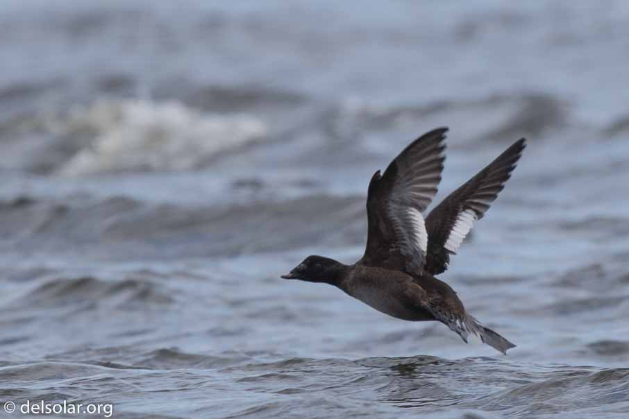 Canon EOS 7D Mark II  --  600 mm  --  EF600mm f/4L IS II USM  