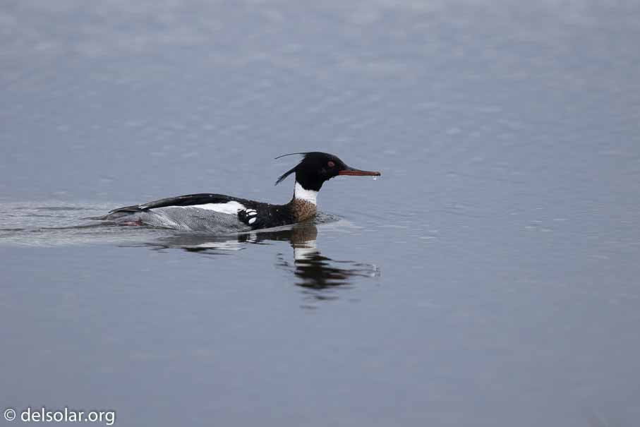 Canon EOS 7D Mark II  --  600 mm  --  EF600mm f/4L IS II USM  