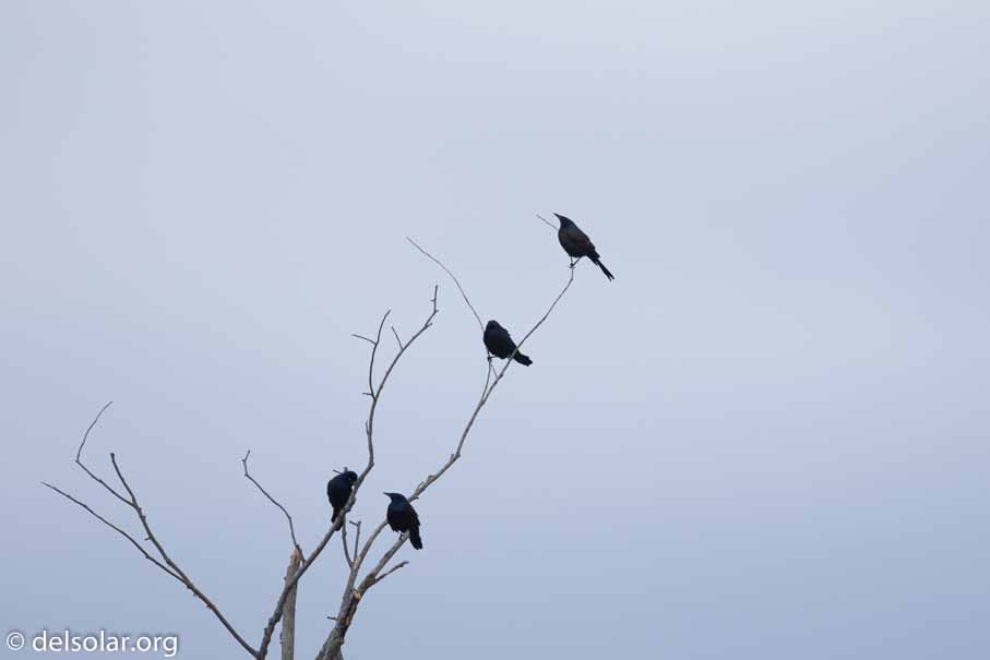 Canon EOS 7D Mark II  --  600 mm  --  EF600mm f/4L IS II USM  