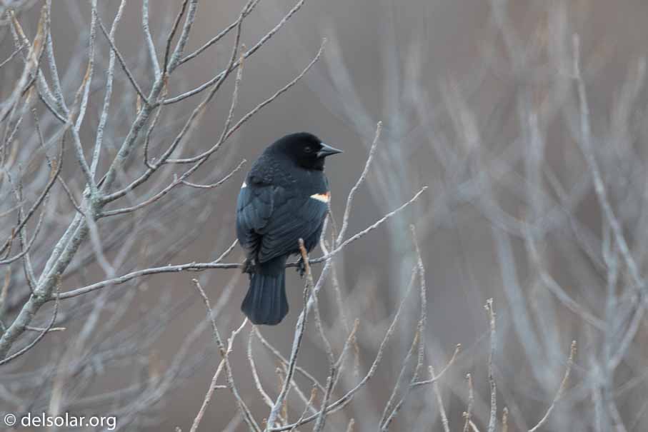 Canon EOS 7D Mark II  --  600 mm  --  EF600mm f/4L IS II USM  