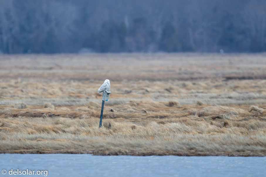 Canon EOS 7D Mark II  --  600 mm  --  EF600mm f/4L IS II USM  