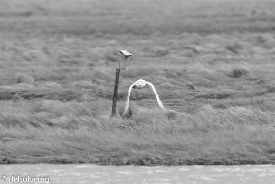 Canon EOS 7D Mark II  --  840 mm  --  EF600mm f/4L IS II USM +1.4x III  