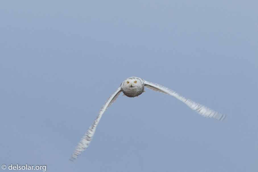 Canon EOS 7D Mark II  --  840 mm  --  EF600mm f/4L IS II USM +1.4x III  