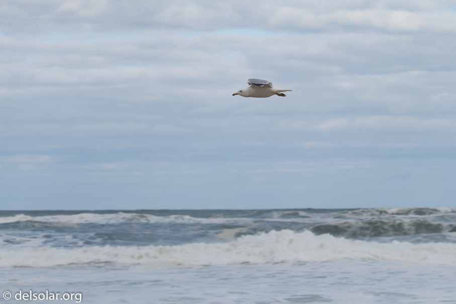 Canon EOS 5D Mark III  --  100 mm  --  EF100-400mm f/4.5-5.6L IS II USM  